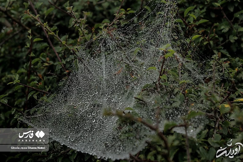 (تصاویر) همنشینی قطرات شبنم با تارهای عنکبوت